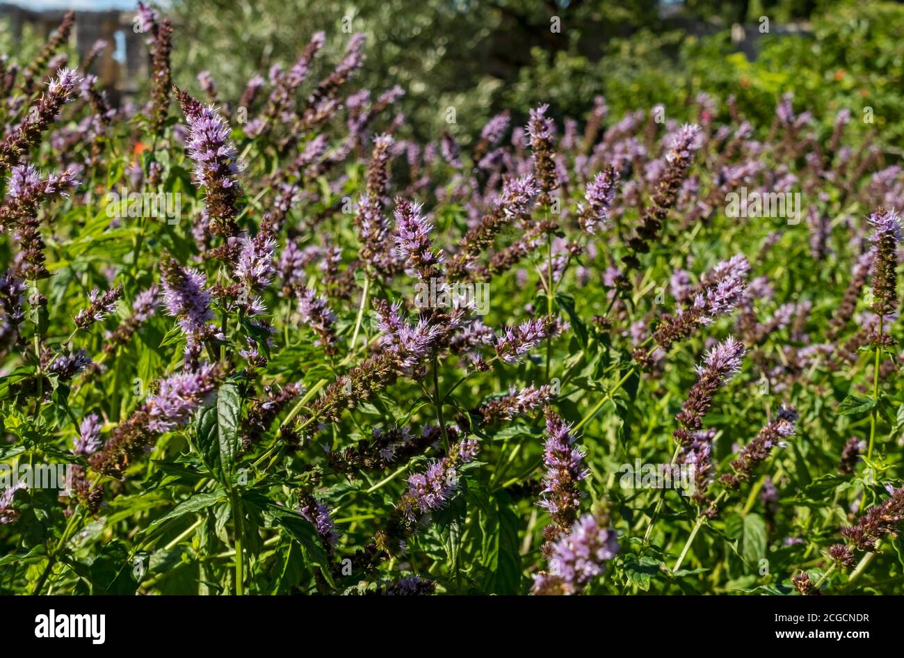 Close up of purple mint shrub plant plants flower flowers growing in a