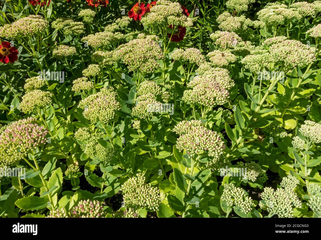 Close up of ice plant sedum flower bud buds flowers in summer England UK United Kingdom GB Great Britain Stock Photo