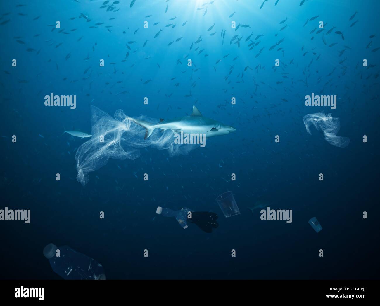 Underwater concept of global problem with plastic rubbish floating in the oceans. Shark in caption of plastic bag Stock Photo