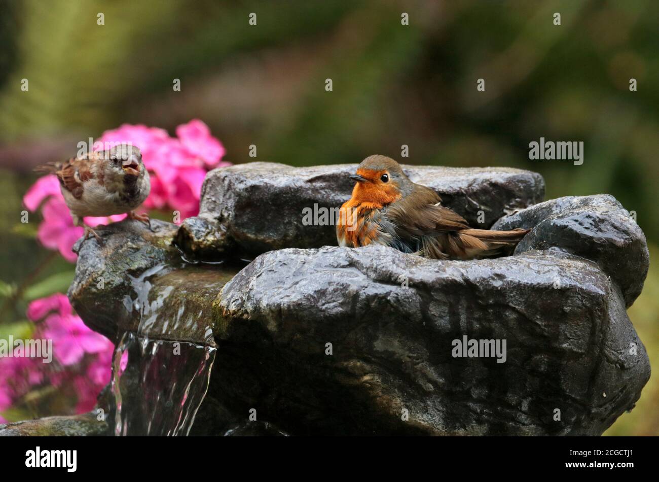 House Sparrow (passer domesticus) and European Robin (erithacus rubecula) bathing in a garden fountain, UK Stock Photo