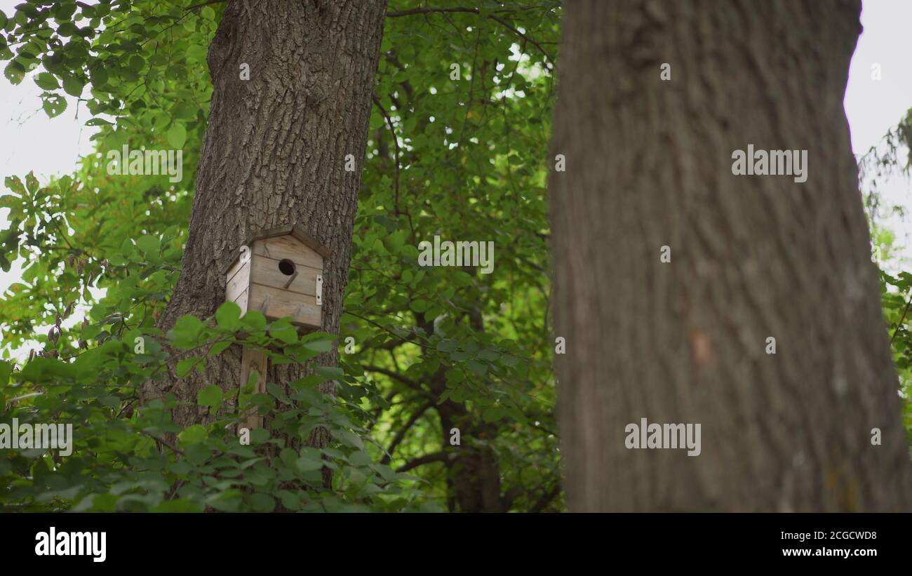 Crisply evening sun and powerful luscious green trees in the park. Birdhouse. Birdhouse on an oak tree in a park. Stock Photo