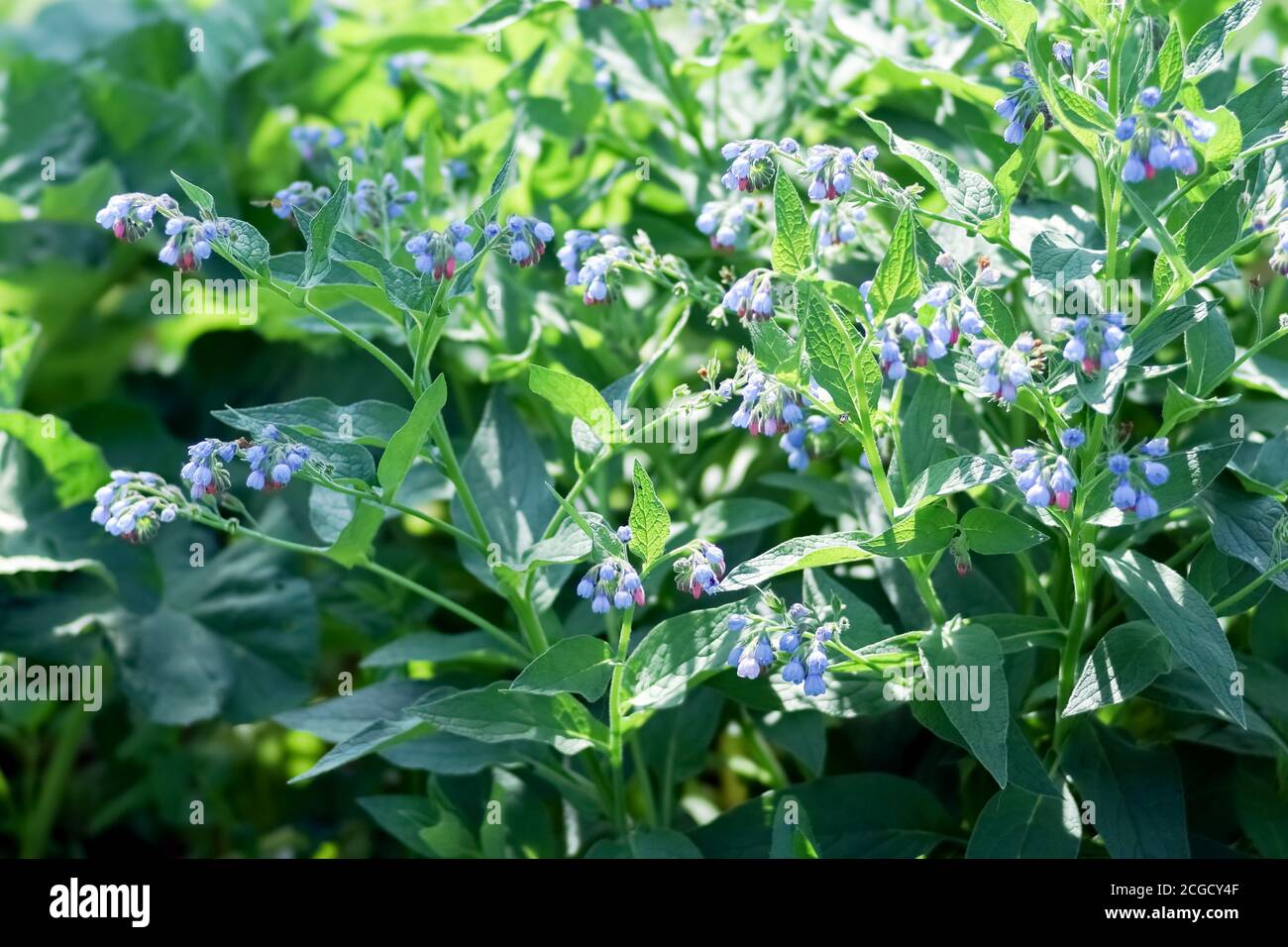The lush bush of common comfrey (Symphytum officinale) blooms in summer sunny day. Stock Photo