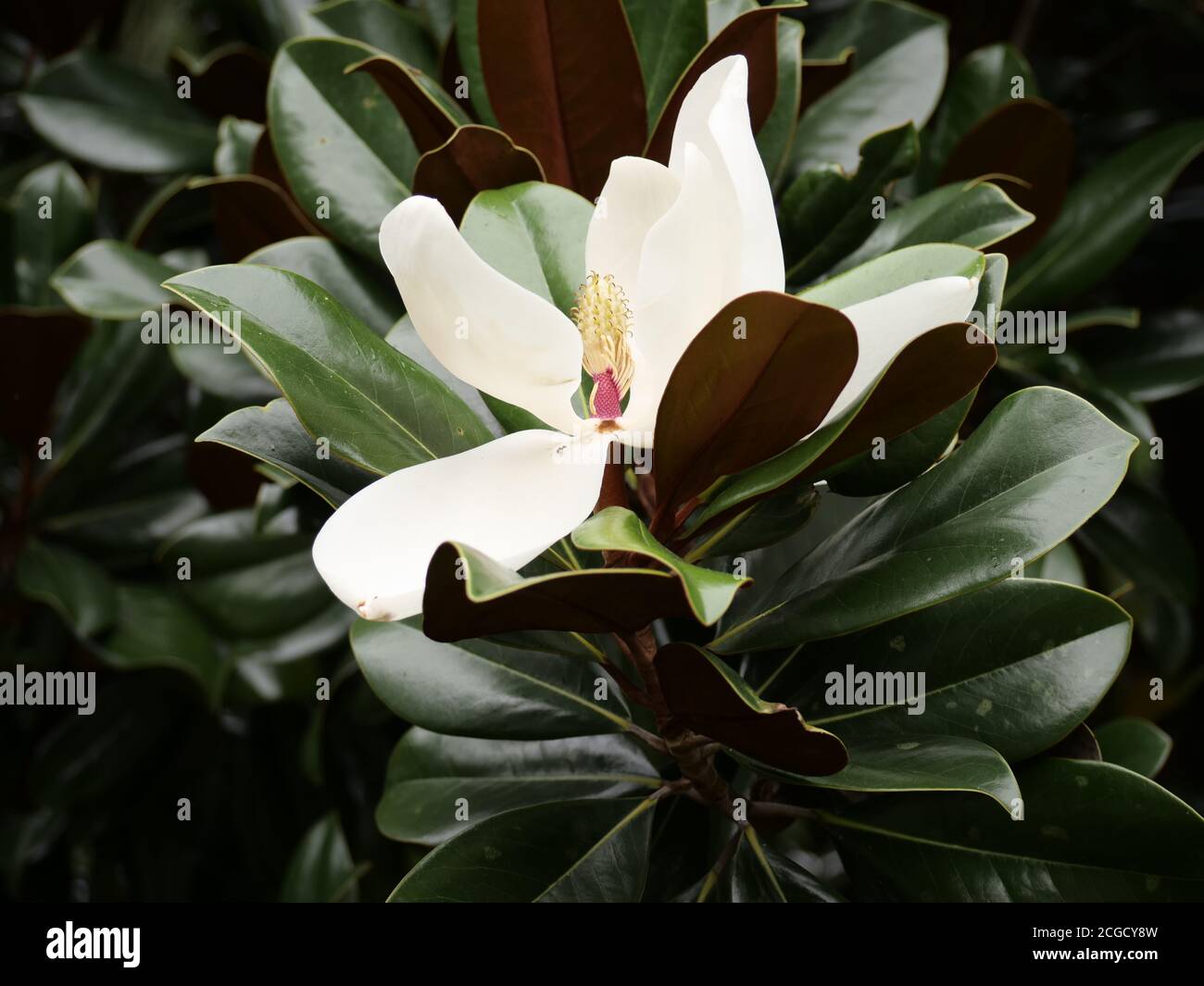 Anchorage post office hires stock photography and images Alamy