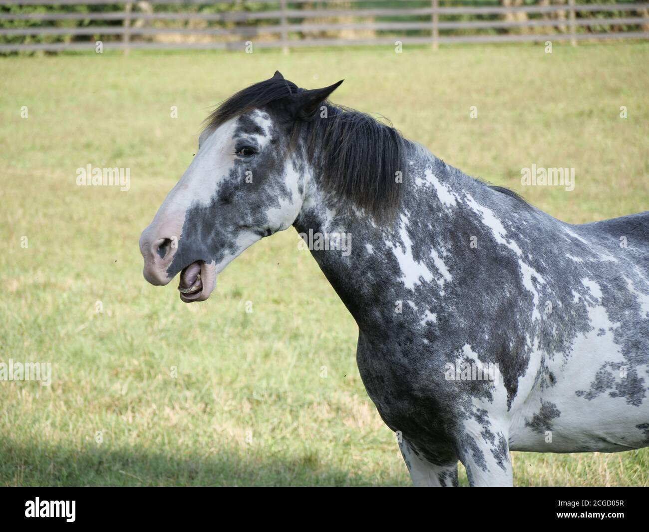 KY horses Stock Photo Alamy