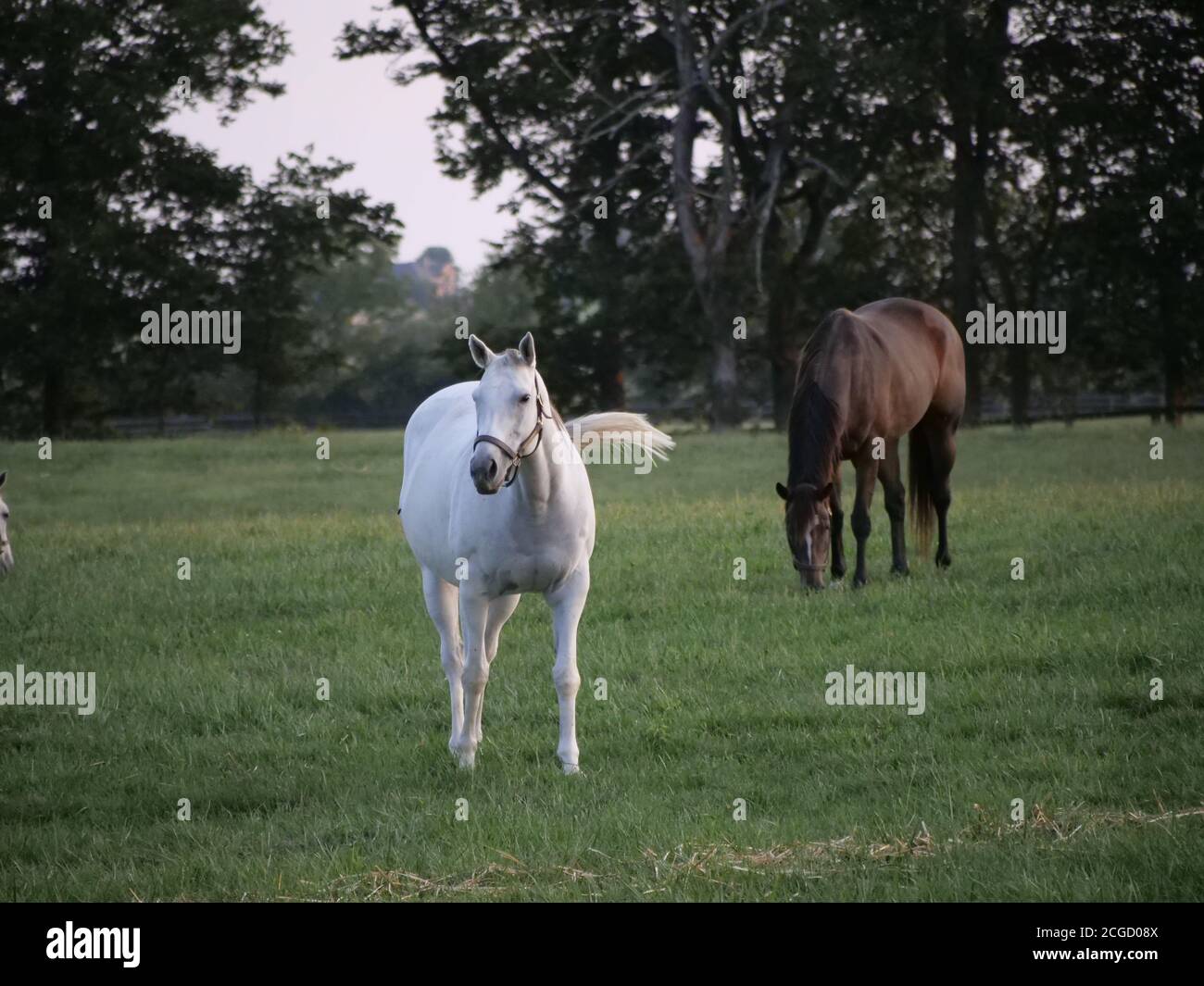 KY horses Stock Photo Alamy