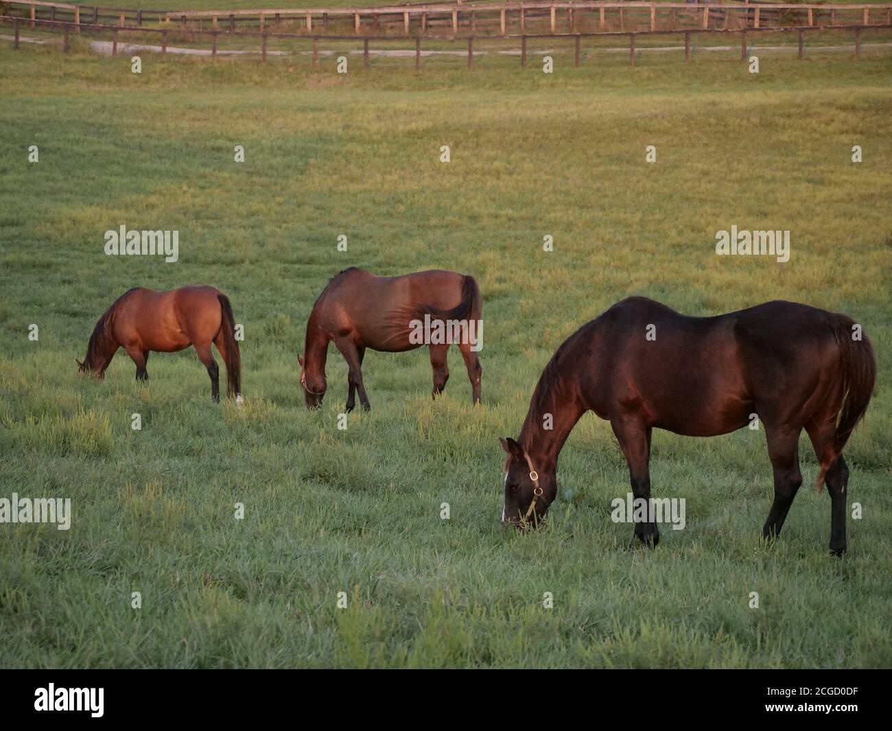 KY horses Stock Photo Alamy