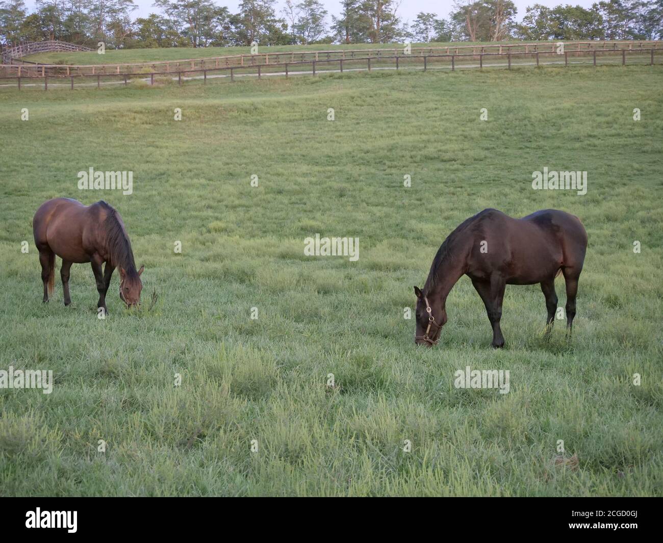 KY horses Stock Photo Alamy