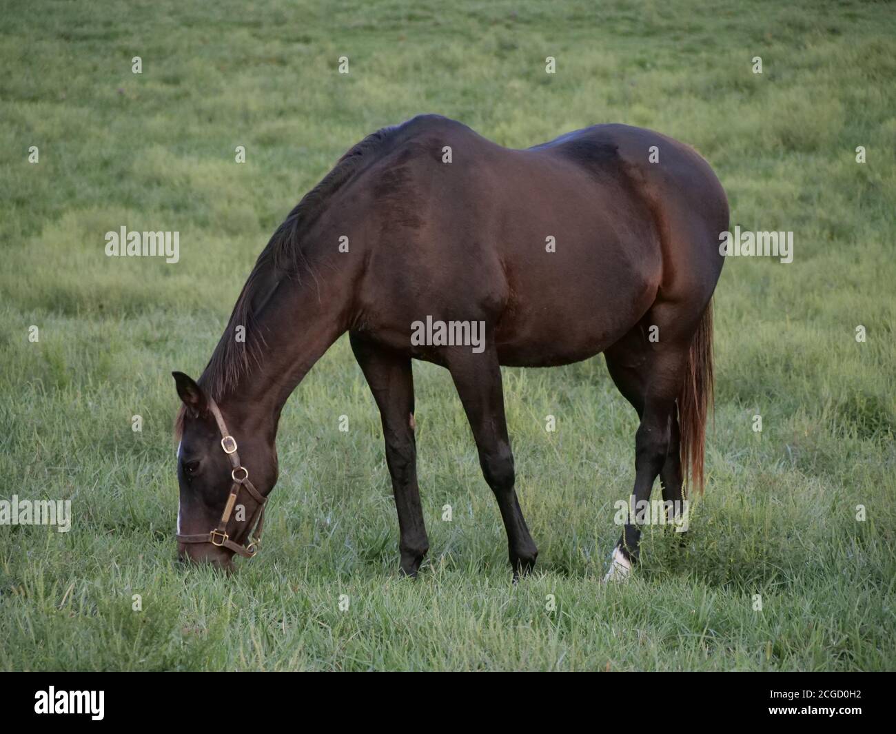 KY horses Stock Photo Alamy