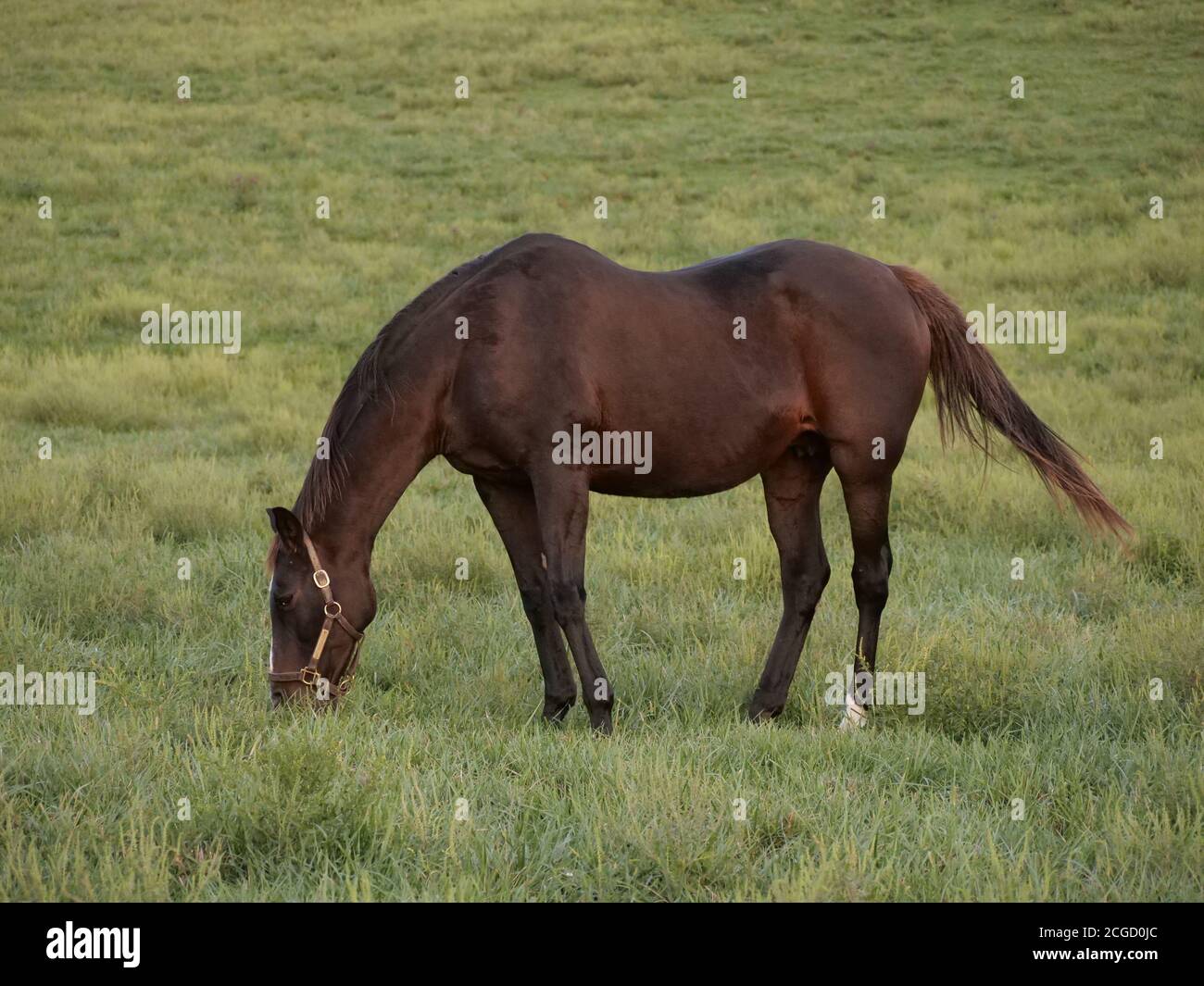 KY horses Stock Photo Alamy