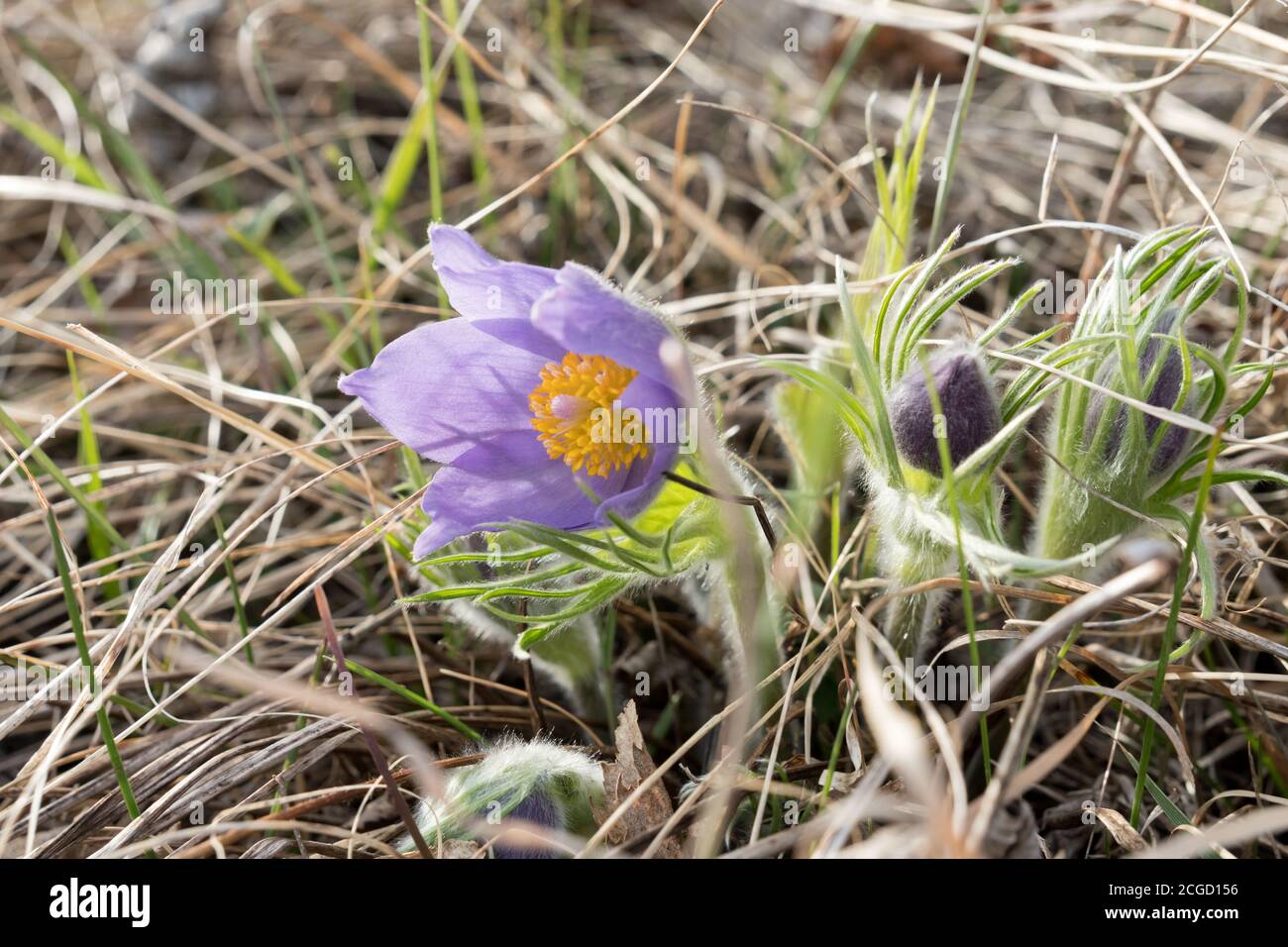 Bright purple flowers of Pulsatilla or spreading pasqueflower on background of dried grass in the early spring. Stock Photo