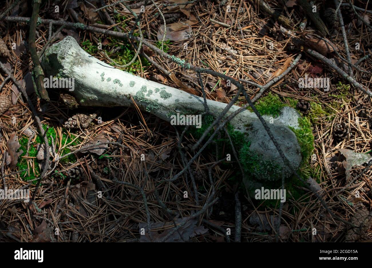 Big bone of an animal overgrown with moss and lying on a pine-covered forest floor, close up Stock Photo