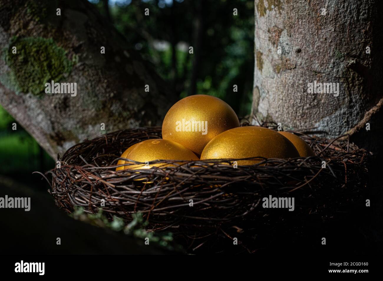 Golden eggs in a nest  on the tree Stock Photo