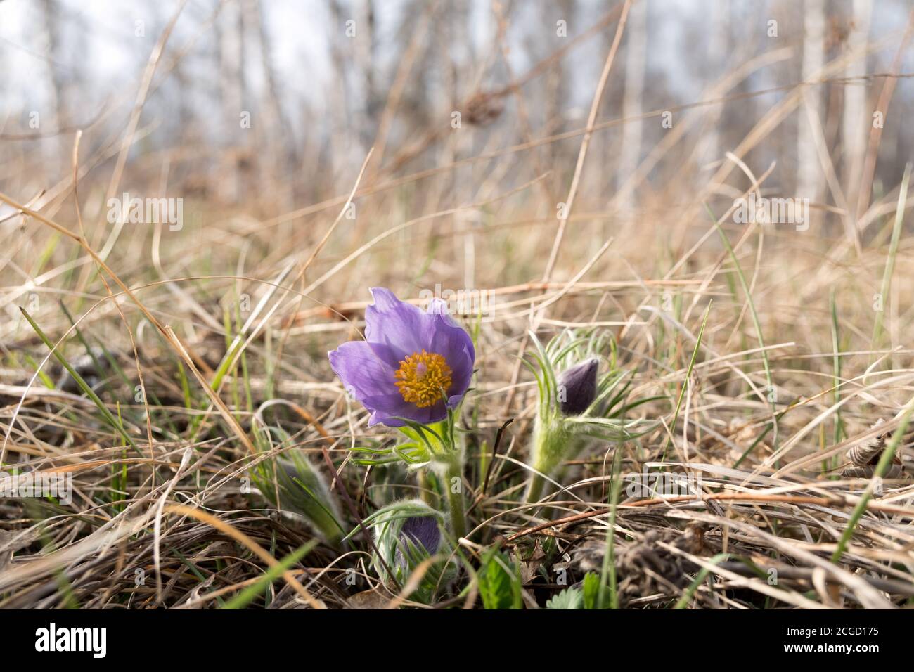 Purple flower of Pulsatilla or spreading pasqueflower made its way through dry grass at the edge of a birch grove. Stock Photo