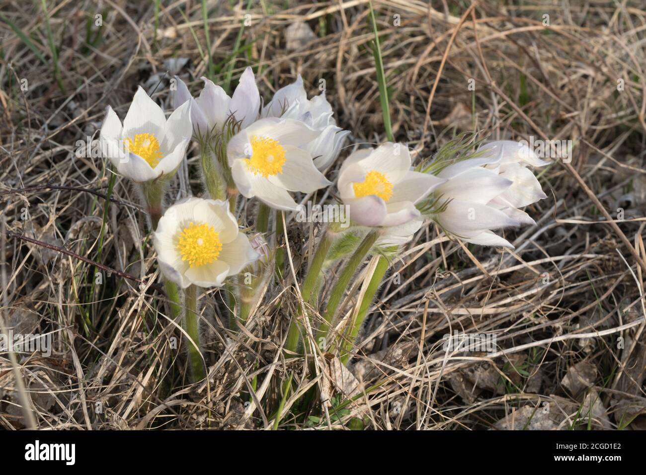 Wild white flowers of Pulsatilla or spreading pasqueflower among dried grass in the early spring. Stock Photo