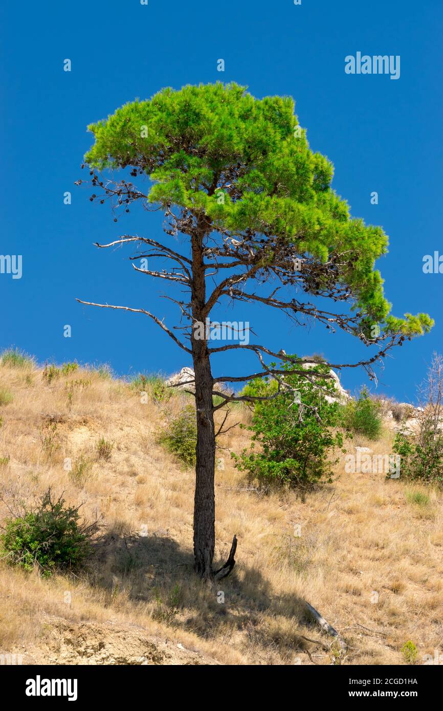 Baum am strand hi-res stock photography and images - Alamy