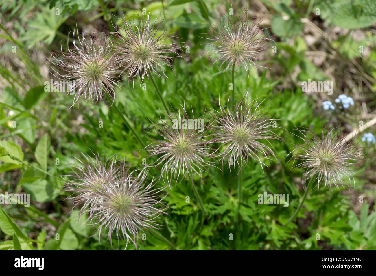 Top view of the faded fluffy inflorescence of Prairie smoke (lat. Pulsatílla pátens) or Spreading pasqueflower (lat. Anemone patents). Stock Photo
