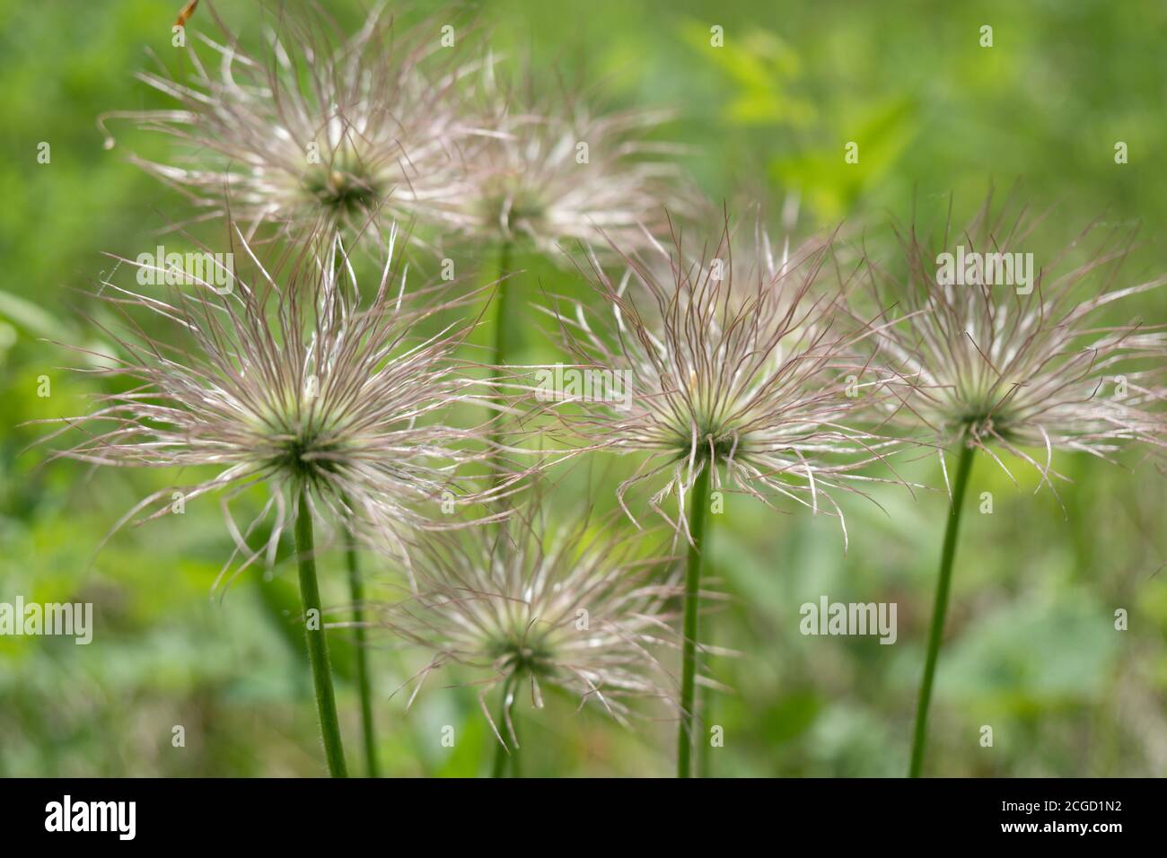 Faded fluffy inflorescence of Prairie smoke (lat. Pulsatílla pátens) or Spreading pasqueflower (lat. Anemone patents) on a green background. Stock Photo