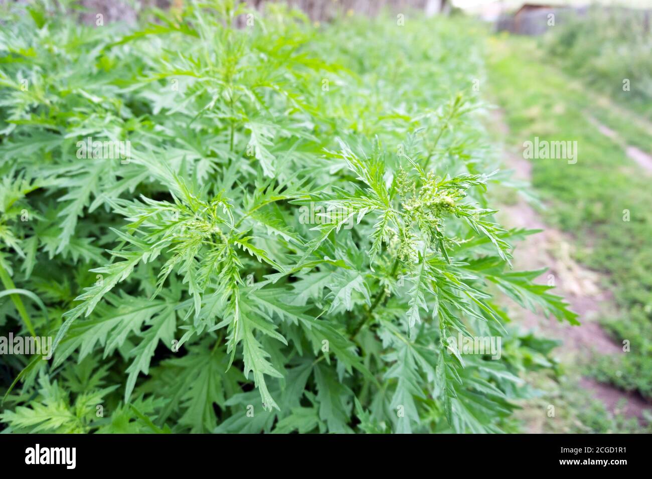 Nettle grass (Latin Urtica cannabina) grows luxuriantly on the side of the rural road in the village in summer. Stock Photo