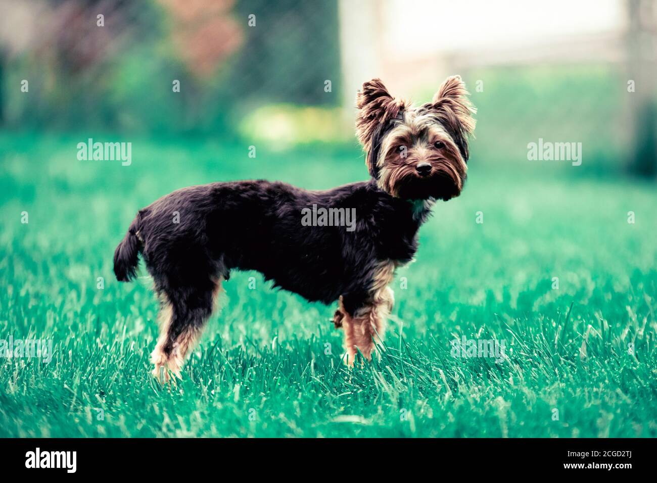 Pedigree yorkshire terrier hi res stock photography and images Alamy