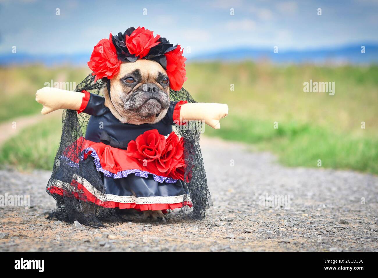 Mexican bulldog dog hot sale