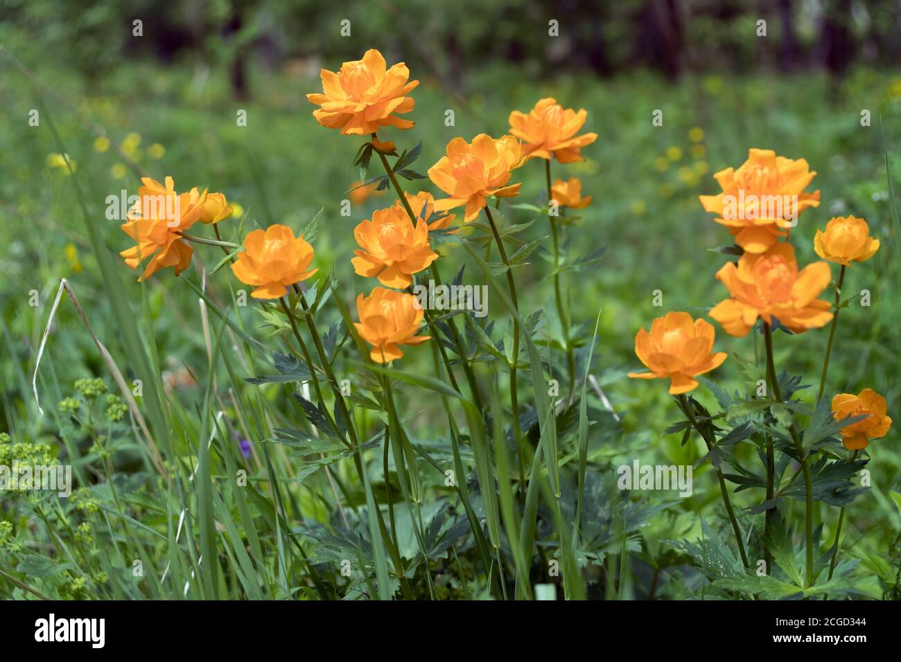 Flowering Twinkle Asian (lat. Trollius asiaticus) in the forest in a clearing, on a summer day. Stock Photo