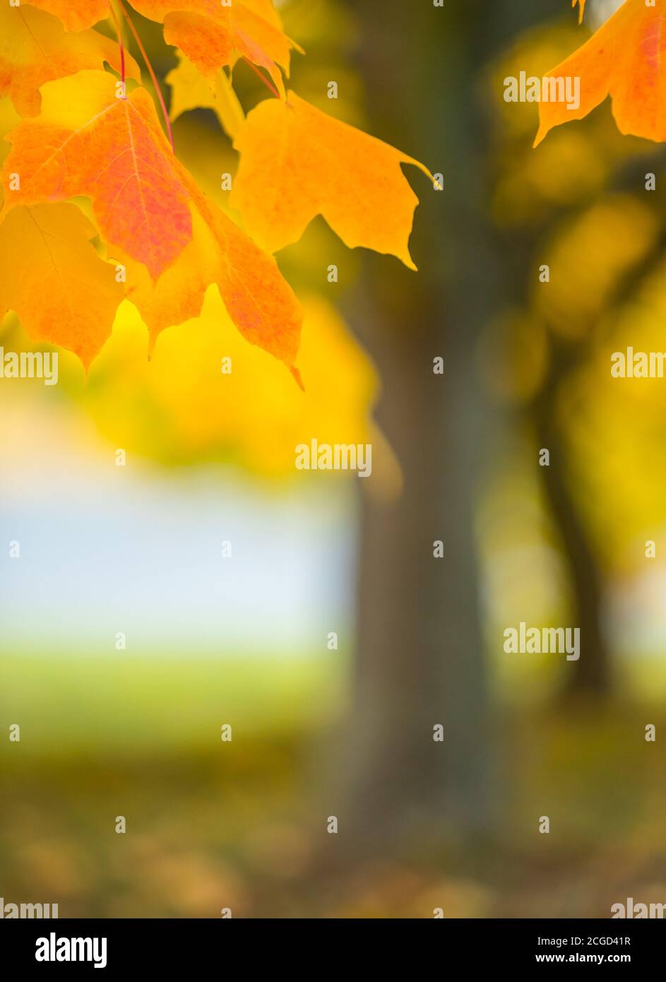 Abstract colourful autumn leaves with blur tree on background. Free space for text, holidays motive. Stock Photo