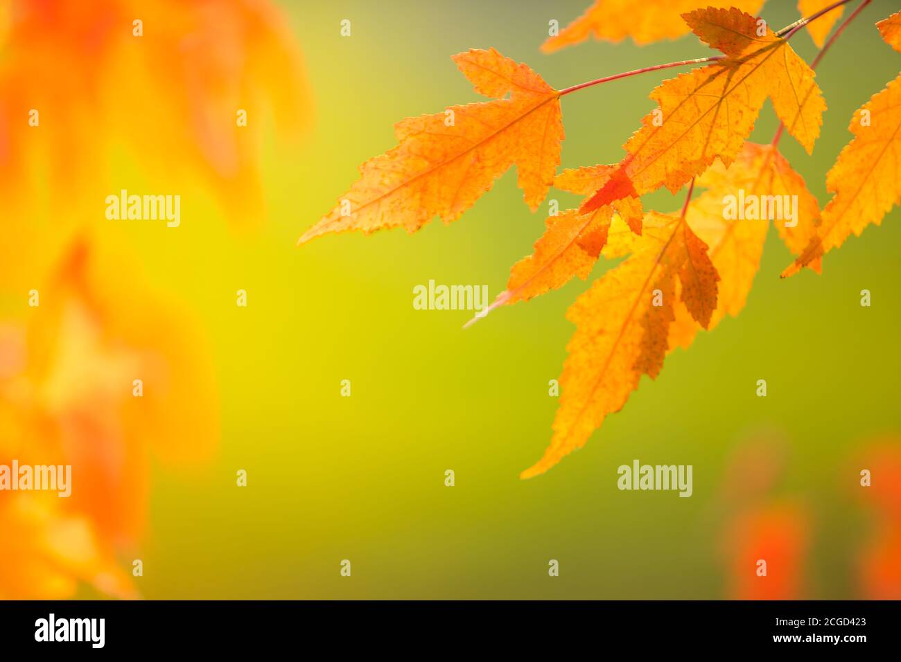 Abstract colourful autumn leaves on soft background. Free space for text, holidays motive. Stock Photo