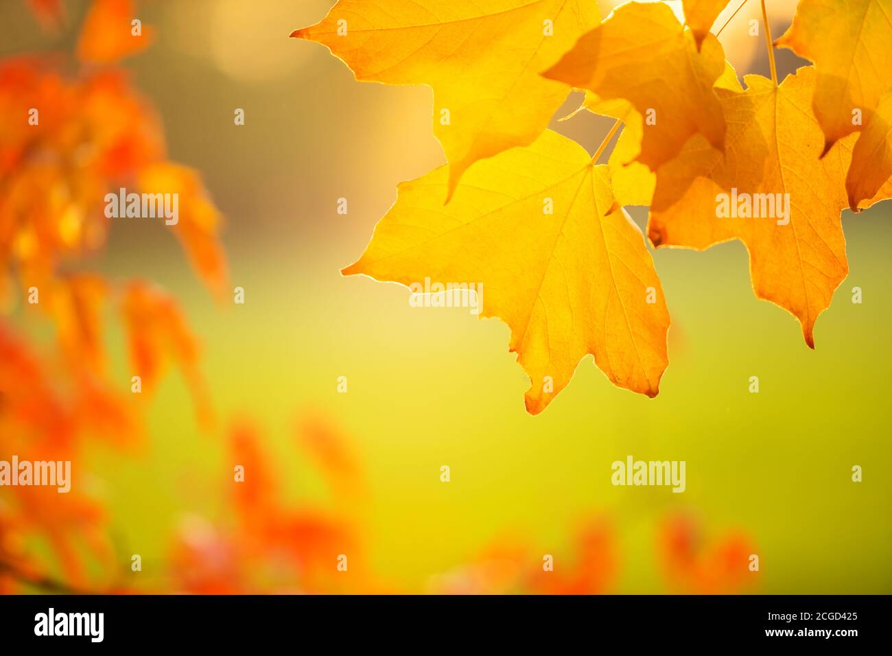 Abstract colourful autumn leaves on soft background. Free space for text, holidays motive. Stock Photo