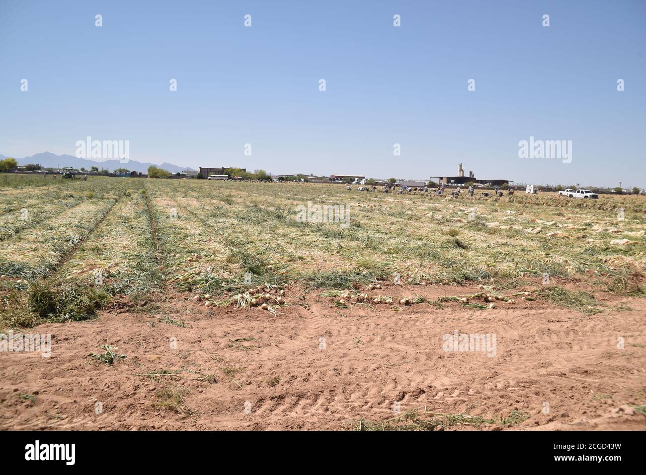 Tolleson, AZ. U.S.A. 4/10/2020. Rousseau Farming. onion harvesting