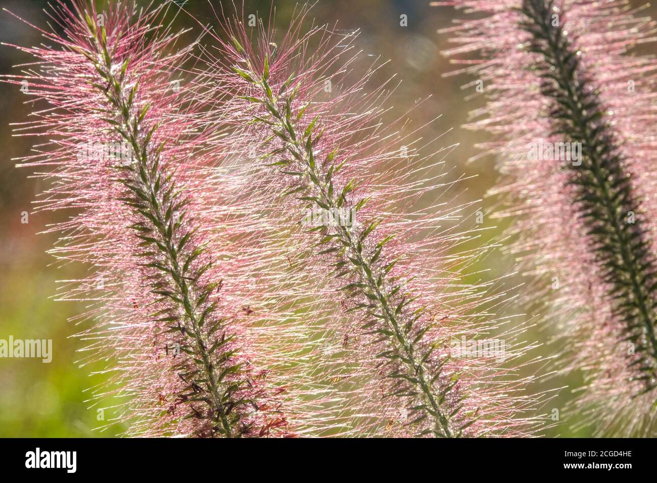 Fountain Grass Pennisetum flowers Hardy, Perennial, September, Plant, Herbaceous, Plants Pennisetum alopecuroides 'Red Head' Pennisetum 'Red Head' Stock Photo