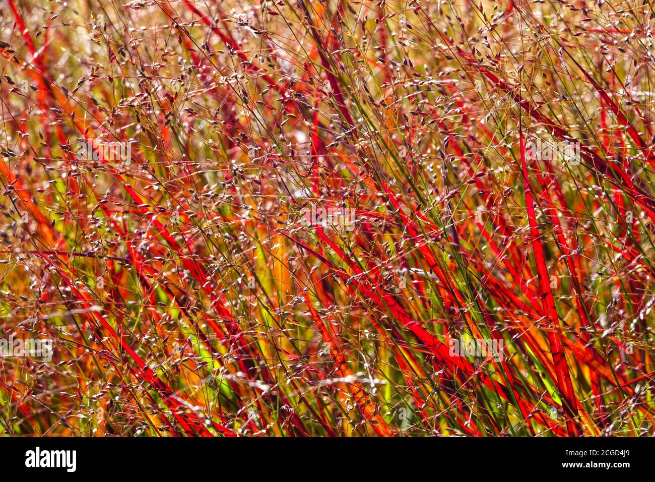 Panicum virgatum ‘Shenandoah’, Red Switch Grass Panicum 'Shenandoah' Ornamental grasses early Autumn Stock Photo