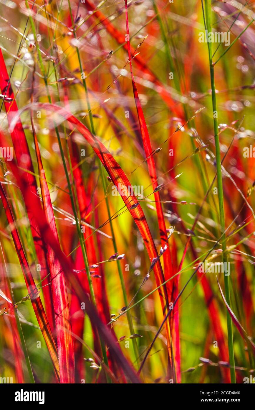 Panicum virgatum ‘Shenandoah’, Red Switch Grass Stock Photo