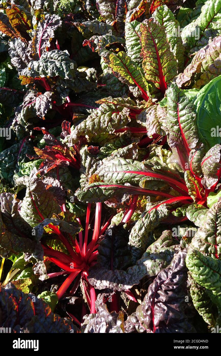 Red mangold in row Swiss Chard vegetable garden produce Stock Photo