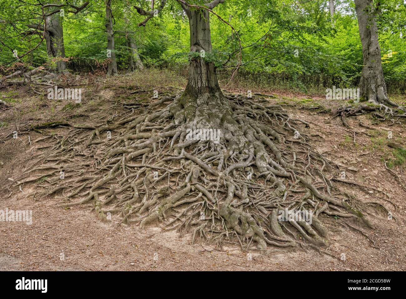 Root system of mature European beech, exposed by steep slope erosion