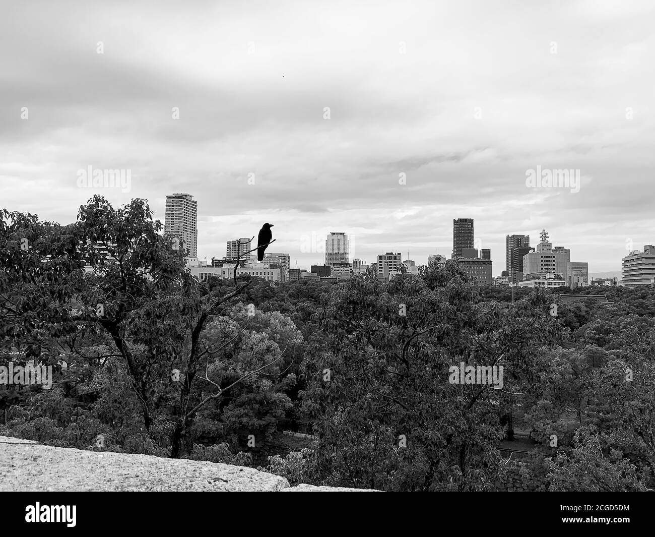 bird on the skyline, matsumoto castle Stock Photo