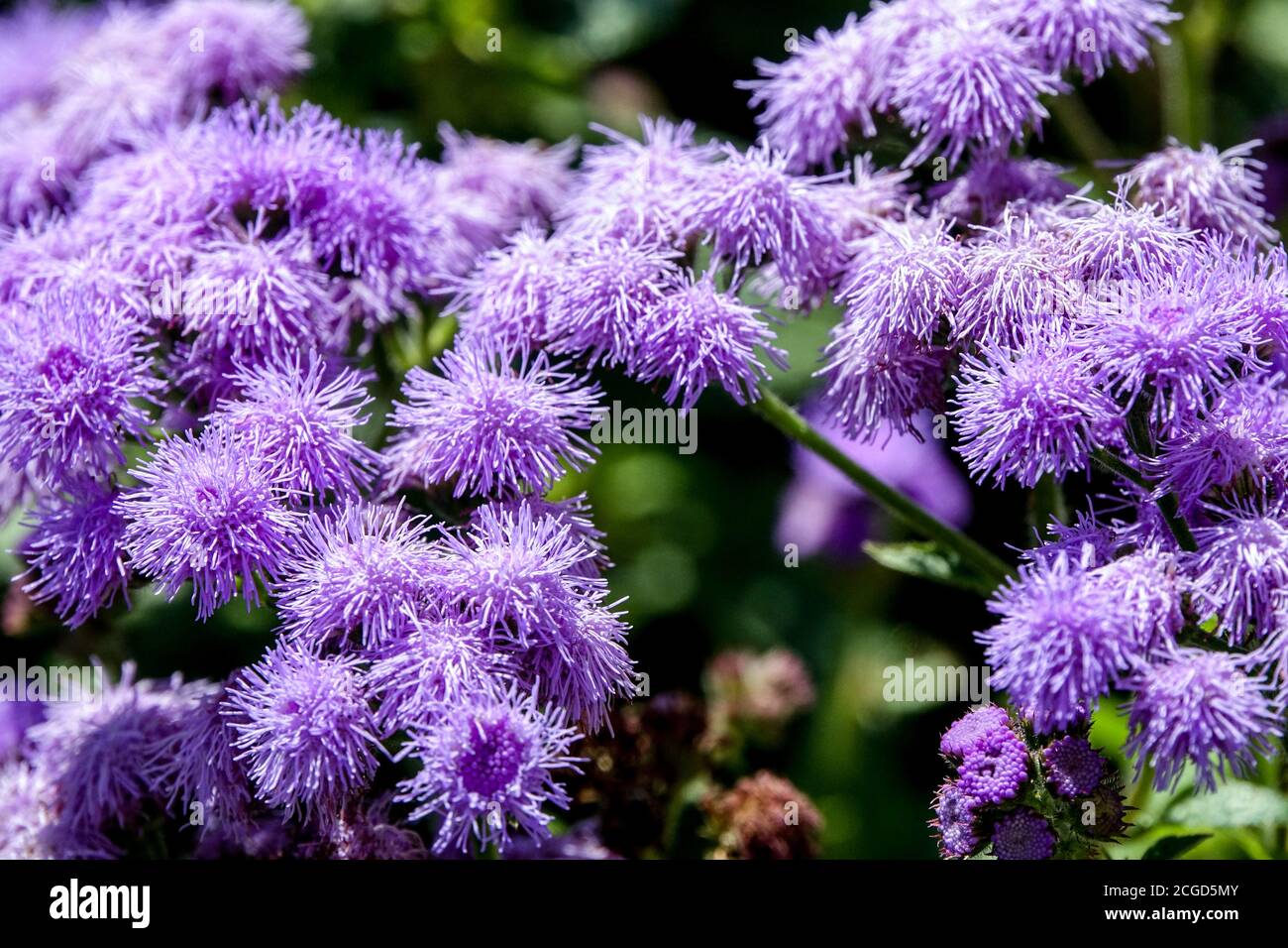 Blue ageratum plant hi-res stock photography and images - Alamy