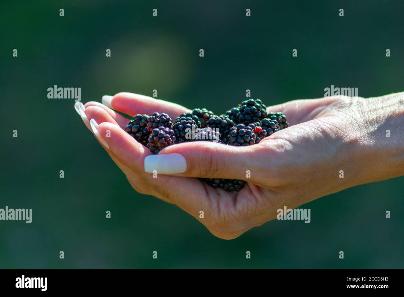 Hand holding wild blackberries, Rosaceae, Rubus edible fruit Stock Photo