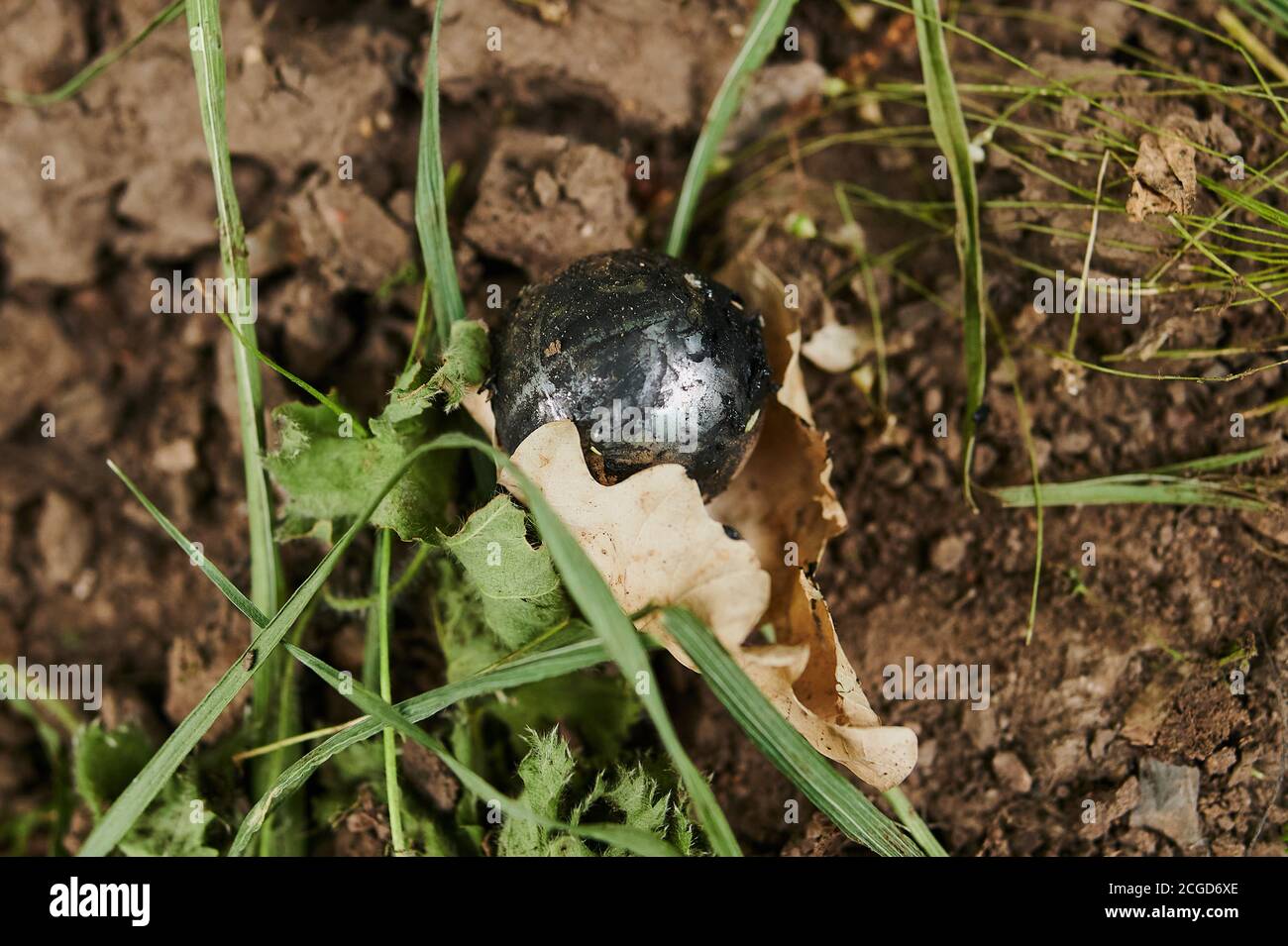 Old damaged CV joint duster close up fallen into the mud on the road