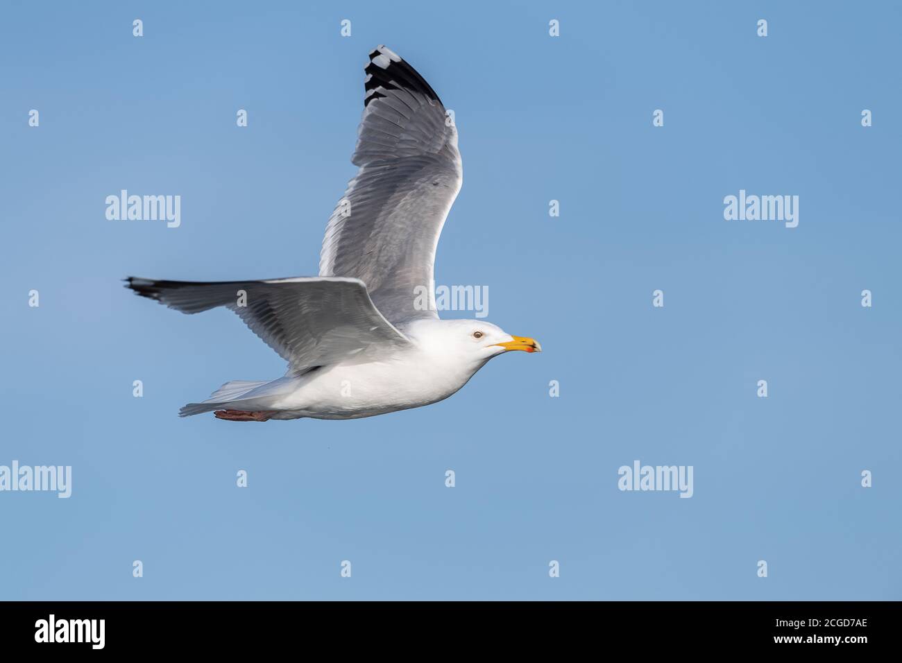 Seagull in flight on Norwegian coast Stock Photo
