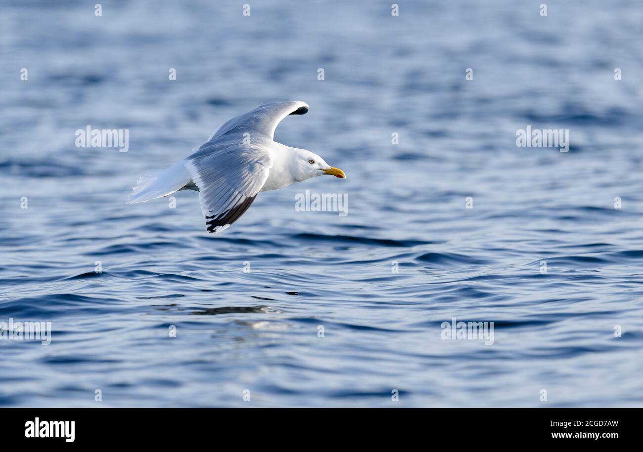 Seagull in flight on Norwegian coast Stock Photo