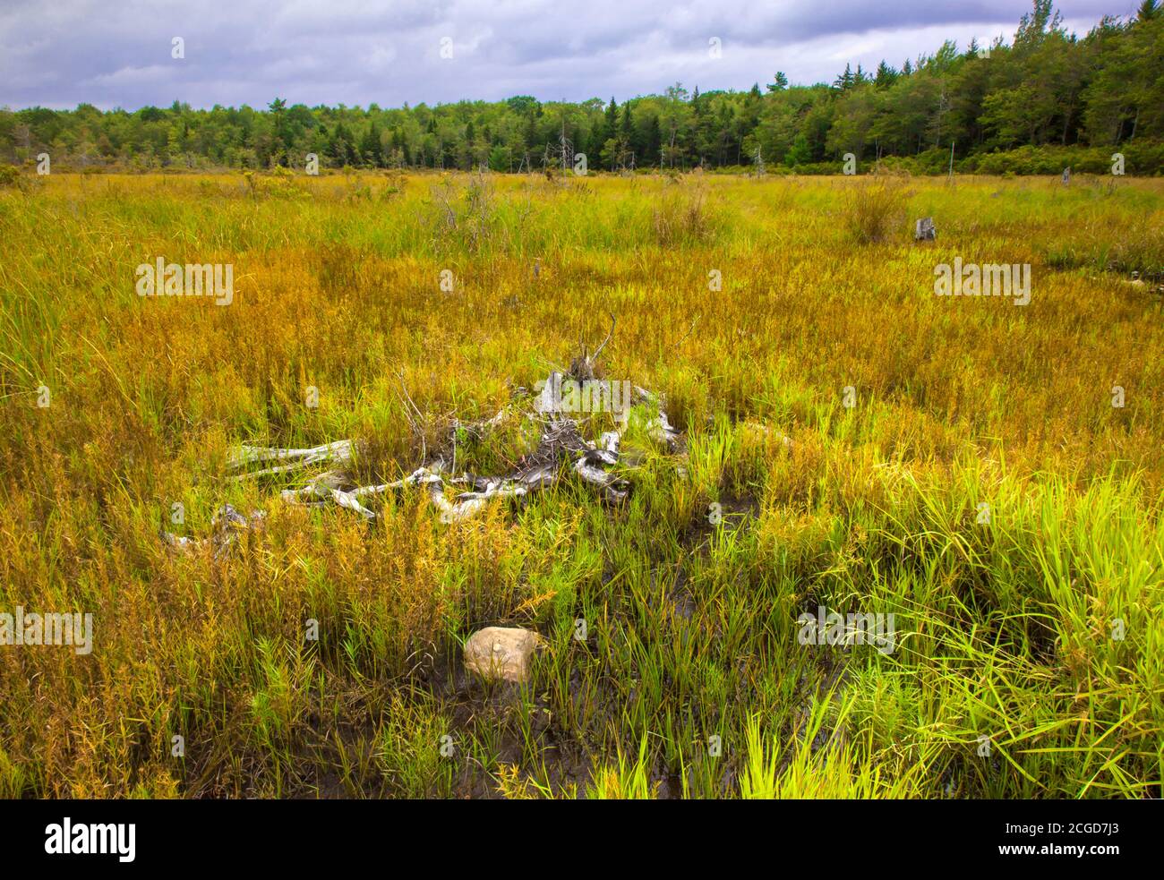 Abandoned beaver pond meadows along Hagen Run in Pinchot State Forest in Pennsylvania’s Pocono