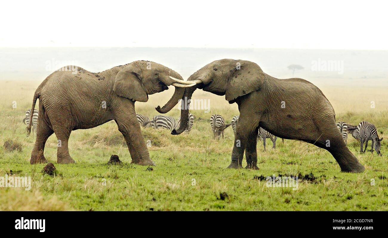 TWO YOUNG MALE ELEPHANTS JOUST FOR SUPERIORITY IN THEIR HERD MASAI MARA GAME RESERVE, KENYA - JUL 2002  PHOTO CREDIT : © MARK PAIN / ALAMY STOCK PHOTO Stock Photo