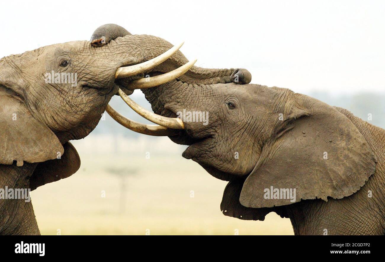 2 YOUNG MALE ELEPHANTS FIGHT FOR SUPERIORITY IN THE HERD MASAI MARA GAME RESERVE, KENYA - JUL 2002  PHOTO CREDIT : © MARK PAIN / ALAMY STOCK PHOTO Stock Photo