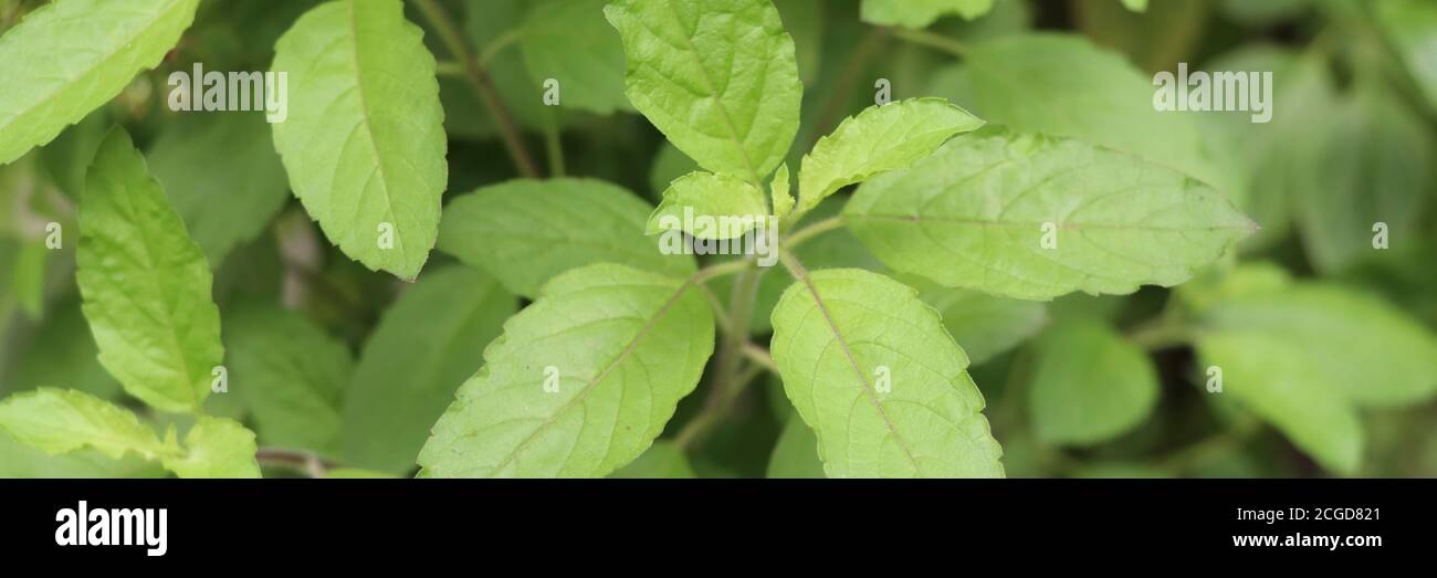 Holy basil leaves on the Holy basil tree banner background. Holy basil leaves are useful herbs. Stock Photo