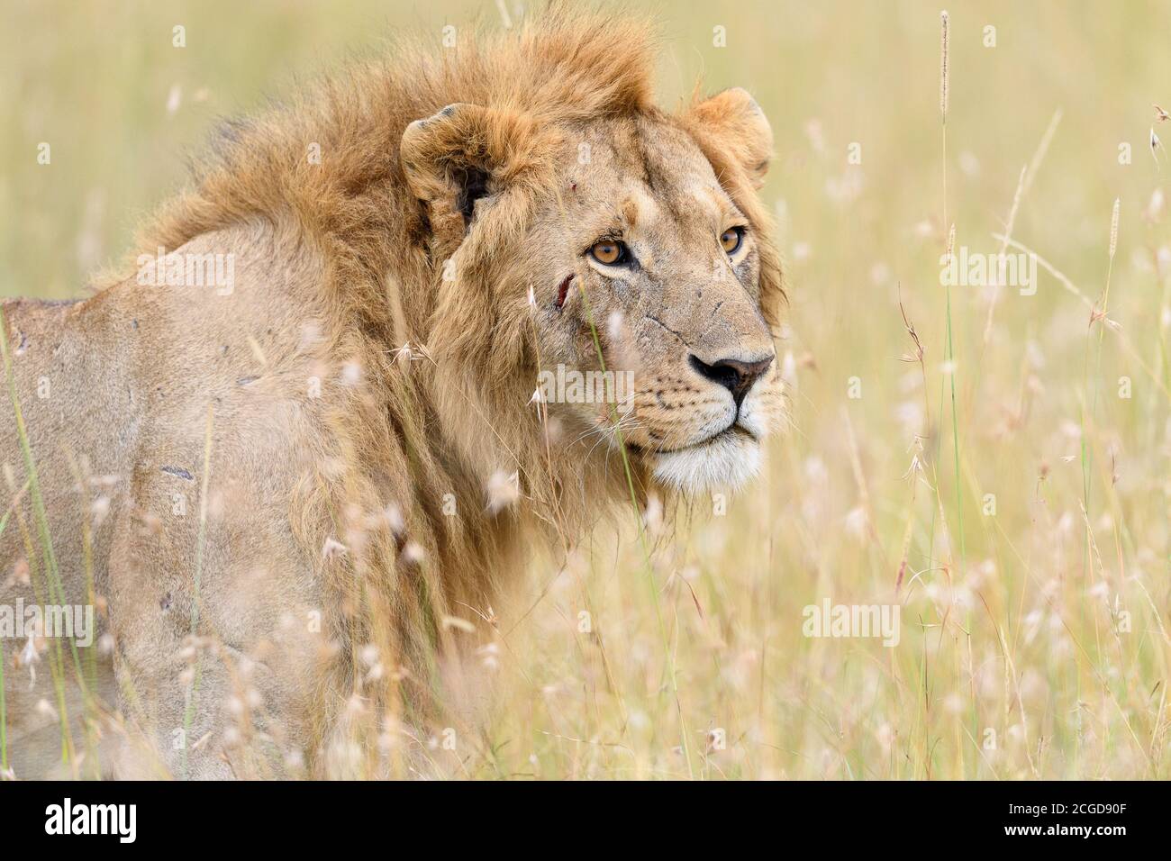 African male lion (Panthera Leo) hunting in long grass in Masai Mara, Kenya Stock Photo