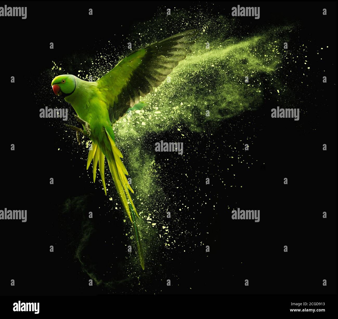 Flying green parrot Alexandrine parakeet with colored powder clouds.  Isolated on black background Stock Photo - Alamy
