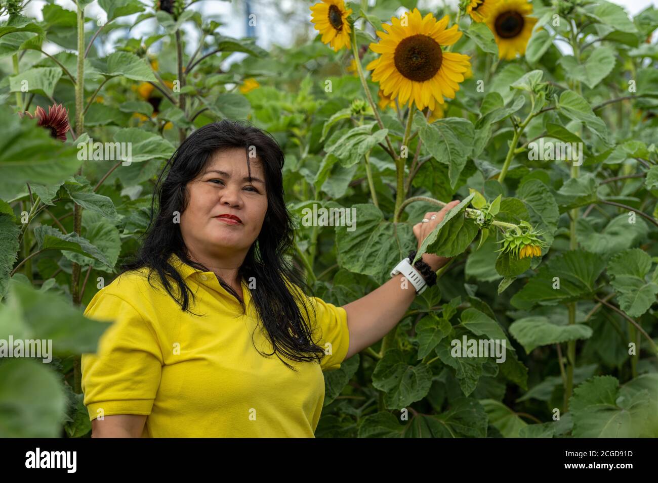 A middle-aged Asian woman, in her 50s, in a sunflower field Stock Photo