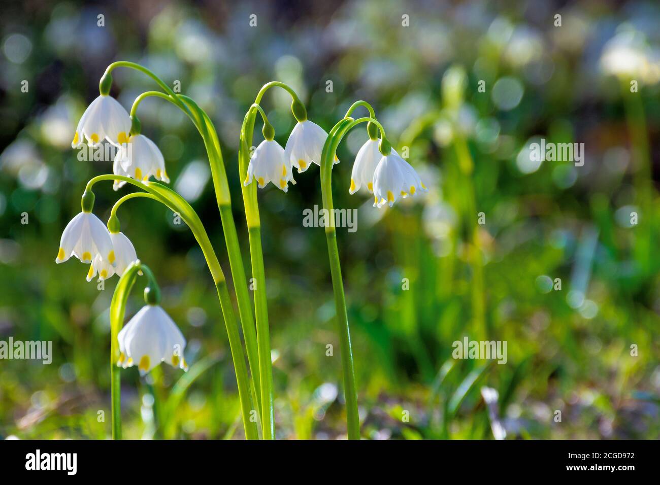 bunch of snowflake flowers on the forest glade. spring nature background on a sunny day Stock Photo