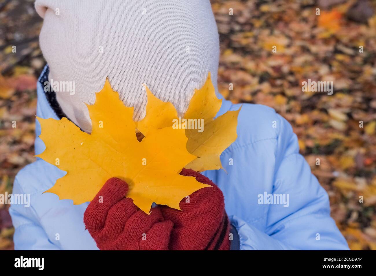 child girl with autumn leaves outdoors. little girl in autumn park with ...