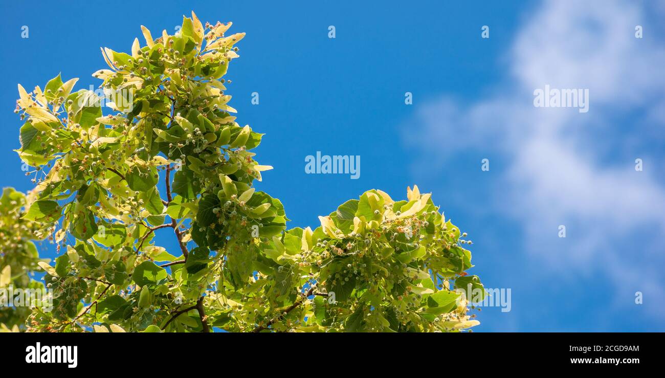 Lush green leaves medical hi-res stock photography and images - Alamy